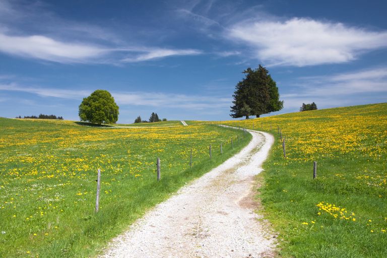 Wider Countryside Butterfly Survey