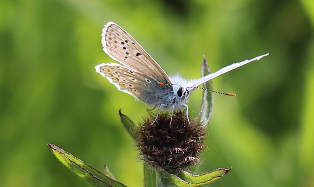 Common Blue butterfly