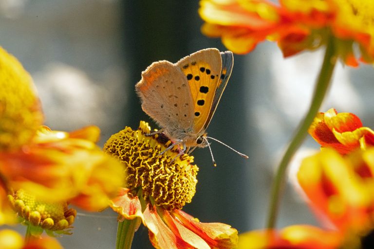 © John Ball  (Grizzled Skipper butterfly)
