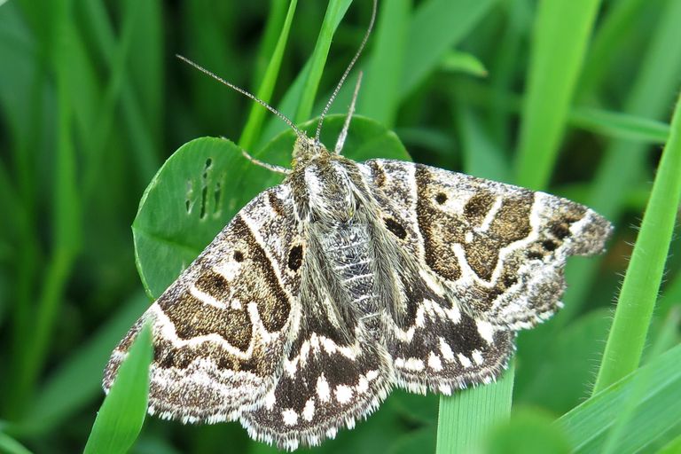 Somerset Moth Group